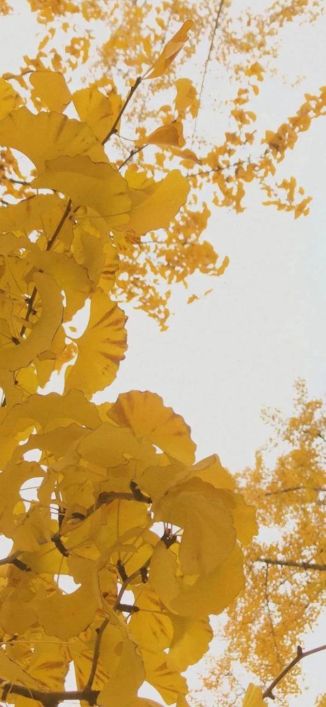 2023超好看的秋天唯美高清秋景手机壁纸图片
