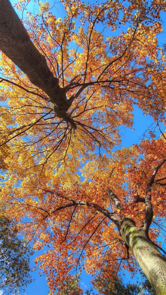 免费好看的手机壁纸秋季风景超清唯美意境图片