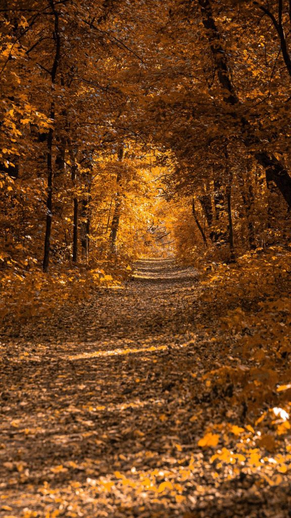 2023好看的秋季手机壁纸高清唯美风景图片
