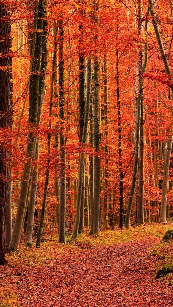 2023好看的秋季手机壁纸高清唯美风景图片