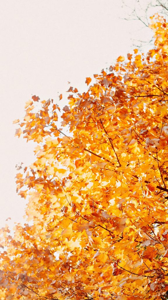 秋天树叶飘落图片 秋天风吹落叶的壁纸大全