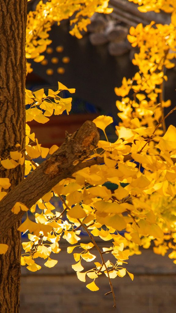 秋天树叶飘落图片 秋天风吹落叶的壁纸大全
