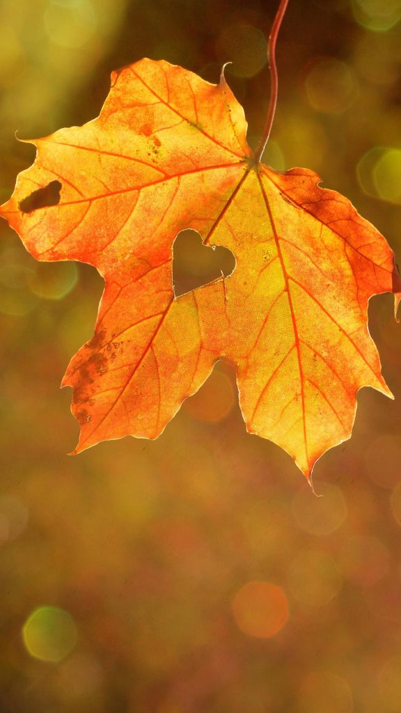 秋天落一片叶子图片 一片叶子的风景图片全集