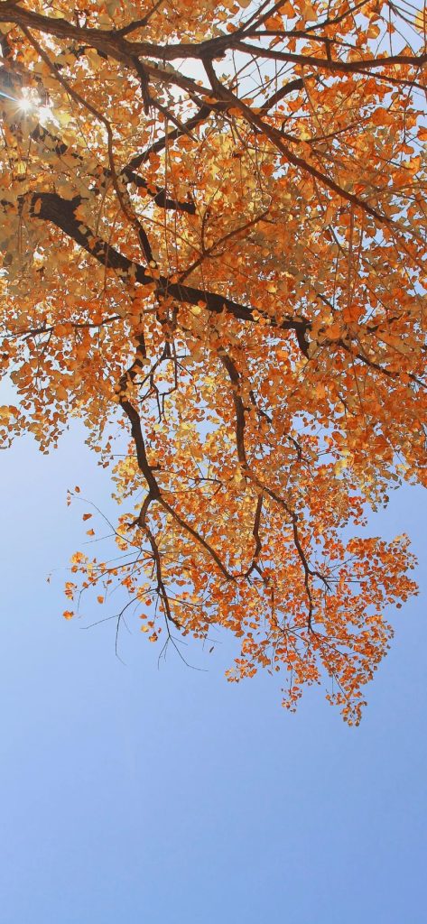 2023超好看的秋天唯美高清秋景手机壁纸图片