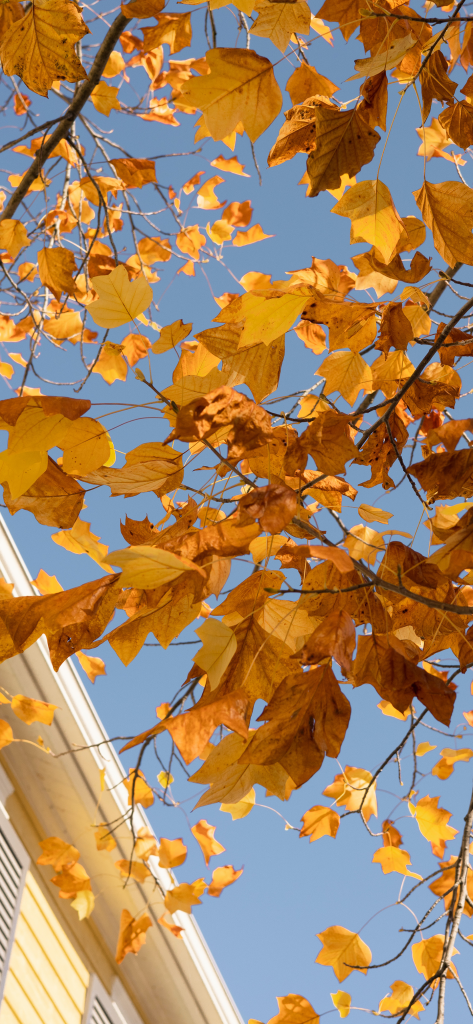 最美手机壁纸秋天图片唯美景色高清屏保大全