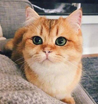 猫咪有眼线（猫咪为什么有眼线）