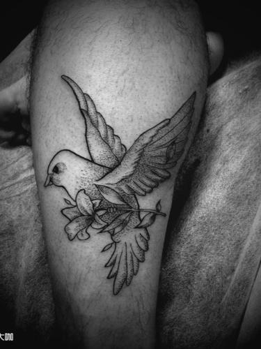 鸽子纹身图片 鸽子纹身图片锁骨