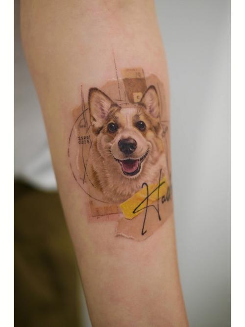宠物纹身图 宠物纹身上是不是不好