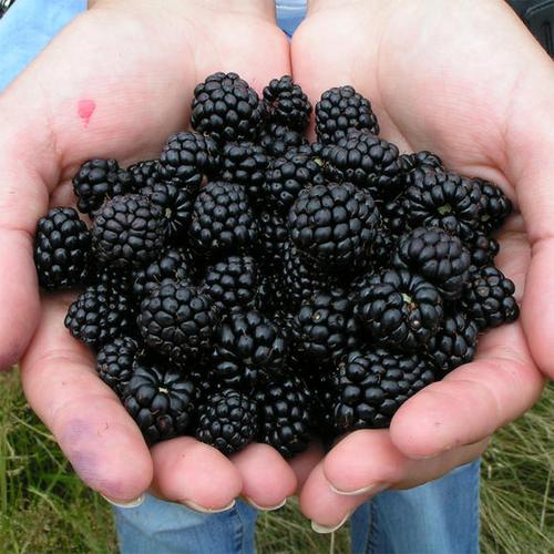 黑树莓的图片 黑树莓的图片大全大图