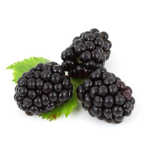 黑树莓的图片 黑树莓的图片大全大图