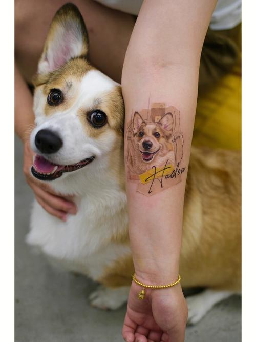 宠物纹身图 宠物纹身上是不是不好