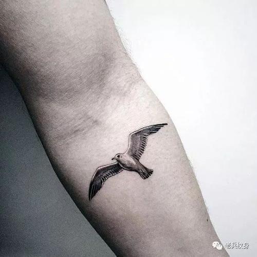 海鸥纹身图片 海鸥纹身图片大全手臂